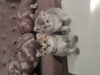 British shorthair yavru kedilerim