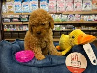 Orj. Babyface Poodle Bebeklerimiz