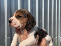 Irk ve sağlık garantili beagle yavrular