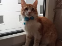 SARMAN EV KEDİSİ