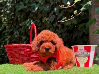 Safkan Toy Poodle Bebekler