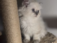 British Longhair İkiz Kardeşler