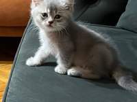 AKILLI EĞİTİMLİ BRİTİSH BEBEKLER