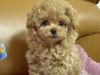 Toy Poodle Yavrusu