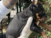Şeceresiz Black Tan 30 Günlük Özel Doberman Yavrusu
