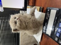 Erkek lilac british longhair yavru