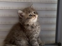 BRİTİSH BEBEK KEDİLERİMİZ