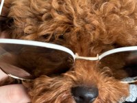 Erkek 5 aylık toy poodle