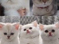 Safkan British Shorthair Erkek Yavru