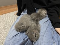 SCOTTİSH FOLD KÜL RENGİ YAVRU KEDİ