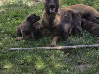 Belçika Malinois Üst Kalite Erkek Dişi Yavrularımız