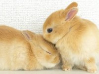 SARI KAHVERENGİ KARAMEL HOLLANDA LOP YAVRU TAVŞANI