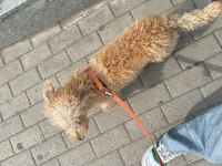 oğlumuza yuva maltipoo
