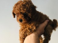 pati ver poodle sizler için burada