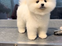 0 numara pomeranian boo teacup