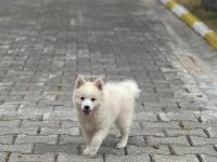 2 Aylık Dişi Tonya Finosu Yavrusu