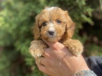 Cavapoo Bebekler