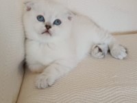 Kedi Sahiplendirme british shorthair
