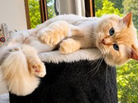 Ragdoll Kedimiz Ücretsiz