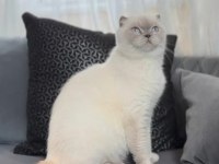 British shorthair dişi kediler