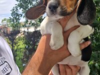 Orjinal beagle yavrular