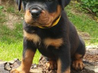 ROTTWEİLER YAVRU KÖPEKLERİMİZ