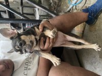 Lilac tan dişi French Bulldog