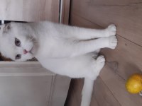 5 aylık erkek scottish fold