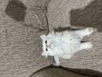 British longhair 60 günlük