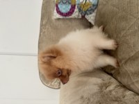 1 Temmuz doğumlu erkek pomeranian boo (4 aylık)