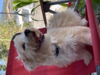 Maltipoo yavrumuz