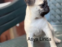 Dişi Pug Mops Yavrumuz