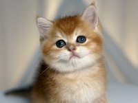 Show class golden yakışıklı british shorthair