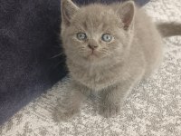 33 günlük british shorthair yavrularımız