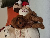 Evinizin Neşesi kalbinizin sadık dostu poodle