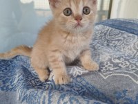 Mardin British Shorthair ve Scottish Fold