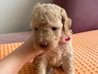 Apricot Toy Poodle