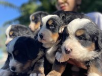 MÜKEMMEL BERNESE DAĞ KÖPEĞİ YAVRULAR