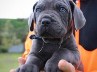 BLUE CANE CORSO YAVRULARI
