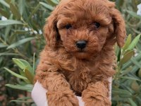 Yavru Erkek Toy Poodle