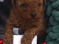 Aşılı Toy Poodle Yavrularımız