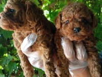 IRK VE SAĞLIK GARANTİ POODLE YAVRULARIMIZ