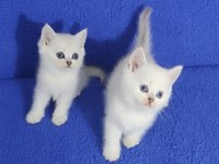 YENİ YUVASINA GİTMEYE HAZIR  BRİTİSH PONÇİKLER