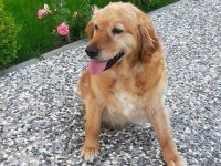 Acil - golden retriever
