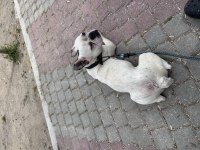 Mama karşılığı sahiplendirilecek french bulldog