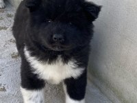Ayı surat Amerikan akita yavrular 