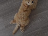 Altın tüylü 3 aylık toy poodle yavru