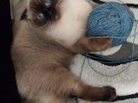 2 yaşında blue point scottish fold