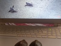 Su kaplumbagisi 4-7 aylık dişi ve erkek