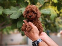 Çiftliğimiz de poodle yavrularımızı görebilirsiniz